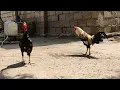 Download Lagu Shamo Vs Desi Chicken | Rooster Funny Moments