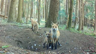Mom Fox Chases Off a Coyote at the Den Catches Fish Rabbits Gulls Rodents - All in One Day