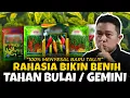 Lagu 100% MENYESAL BARU TAU.❗❗❗ RAHASIA BIKIN BENIH TAHAN BULAI / VIRUS GEMINI | Tanaman Subur \u0026 Lebat