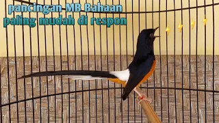 pancing murai batu malas bunyi bahan paling mudah direspon tanpa takut murai gacor shama bird