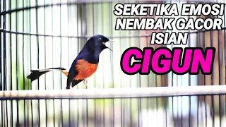 murai batu gacor nembak isian cigun cocok untuk memancing emosi dan semangat tarung