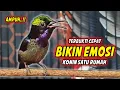 Download Lagu KONIN GACOR FULL MATERI ISIAN ROLL TEMBAK INI, 99% COCOK BUAT PANCINGAN KOLIBRI NINJA AGAR EMOSI