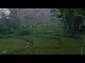 Download Lagu Monsoon Rain \u0026 Thunder on Misty Rice Field | Help Sleep, Study, Meditation, PTSD