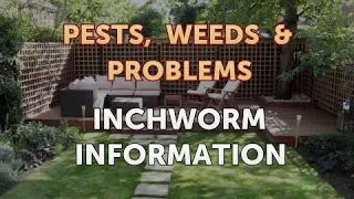 Inchworm Information