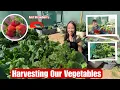 Download Lagu Naka Pag Harvesting Narin Kami Sa Aming Pananim Na Gulay At Strawberry MP3