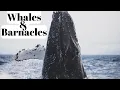 Are Barnacles Harmful To Whales Relationship Between Barnacles and Whales