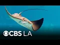 Increased stingray activity prompts warning from Huntington Beach city leaders
