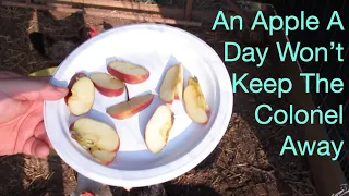 Do Chickens Like Apples
