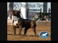 Perfect huge giant biggest largest XXL Blue Bully Pit bull BGK s Cujo bully big head pitbull