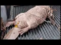 Cooking Beaver Stew