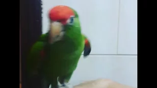 كونيور ريد ماسك 