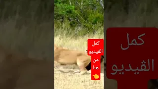 لبؤة تداعب وتحاول أغراء الأسد أنظروا ماذا فعل بها امام الكاميرات 