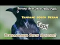Download Lagu Masteran Burung Awar Awar Gacor Durasi Panjang!! Tembakan Kasarnya bikin NGILERR!!!