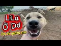 Download Lagu LiLa Ở Dơ Bị Sen Bắt Đi Tổng Vệ Sinh Toàn Thân Bằng Sữa Tắm Mới