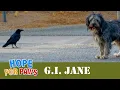 Abandoned desert dog had to fight for her life every day