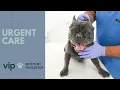 VIP Animal Hospital Urgent Care