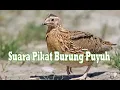 SUARA PIKAT BURUNG PUYUH KEBON - DIJAMIN AMPUH