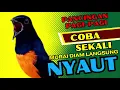 Download Lagu Pancingan PAGI-PAGI AGAR MURAI GACOR❗sekali coba murai DIAM langsung bunyi