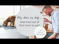 Why does my dog take food out of their bowl to eat it