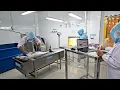 Download Lagu Processing Indonesian Yellowfin Ahi Tuna Into Perfect Loins