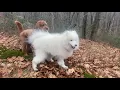 Remi, Britta, Donut, Tonto, Tesla, Moony, and Molly