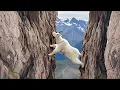 Lagu This Is Why a Mountain Goat Risks Its Life - Life of Mountain Goats