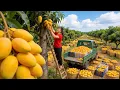 Lagu Cosechando 1200 Mangos con un Camión de 3 Ruedas | Venta en el Mercado Rural | Thanh New Life