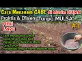 Download Lagu Cara menanam Cabe dimusim HUJAN, Hemat Biaya TANPA MULSA. Part 1