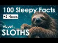 The 100 Most Relaxing Facts About Sloths to Fall Asleep To