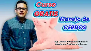 Curso GRATIS sobre Manejo de Cerdos ǀ  Ing. Jannin Hernández Blandón MSc.