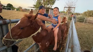 caballo manzo mira chailla casi mata un caballo