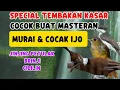 Lagu MASTERAN SPECIAL 2025 KOMPILASI MEWAH UNTUK MURAI \u0026 COCAK IJO