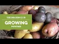 Growing potatoes