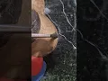 Painting Scooby Doo On Marble Background