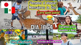 VENADOS al ATAQUE ¡Tiernos Mensajeros de Dios! 😂 + Visita a Nara JAPÓN - Ruthi San ♡ 11-08-26