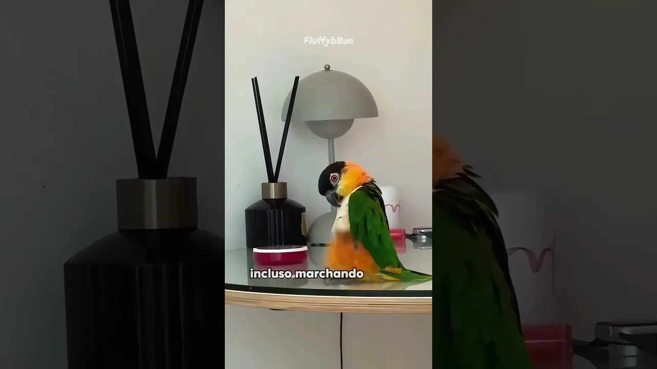 Cute little bird#pets