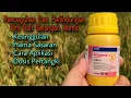 Download Lagu Insektisida Regent 50 SC Red Untuk Padi - Review Dosis, Cara Aplikasi, Keunggulan - Pembasmi Hama