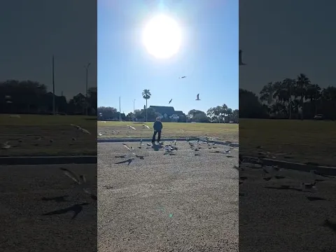 Seagulls - Corpus Christi, TX
