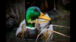دمج صوت الطيور الحره   دجاج ماء دندنها