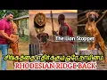 Lagu Rhodesian RidgeBack | Fearless Dog Breed | Lion Hunting Dogs of Africa | Unique Dog Breed | Kennel