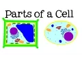 All About Cells and Cell Structure Parts of the Cell for Kids - FreeSchool