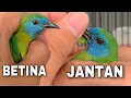 Download Lagu Cara membedakan kinoi jantan dan betina