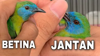 how to differentiate between male and female kinoi