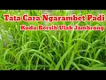 Download Lagu Tata Cara Ngarambet Padi Di Kampung