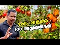 Download Lagu 100 Pomegranates on One Tree | Best Farm House in Sri Lanka | BK in Reecha