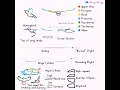 Bird Flight CORRECTED - Animation Tutorial