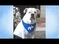 EP 11 Tribute to Faith Grateful Rescue mascot