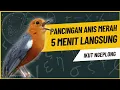 Lagu Merangsang Emosi Dalam Hitungan Detik, Pancingan Dan Terapi Anis Merah Macet Bunyi | AMO 7
