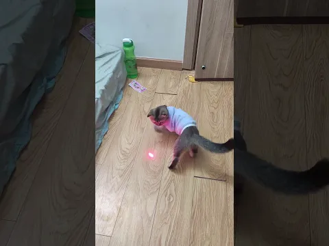 Baby cats - Cute Cat Reaction 😹