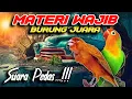 Download Lagu Kenari vs Lovebird Buat Masteran Murai Batu Kacer Cucak Ijo Biar Suara Keras @n17channel_kenarigacor